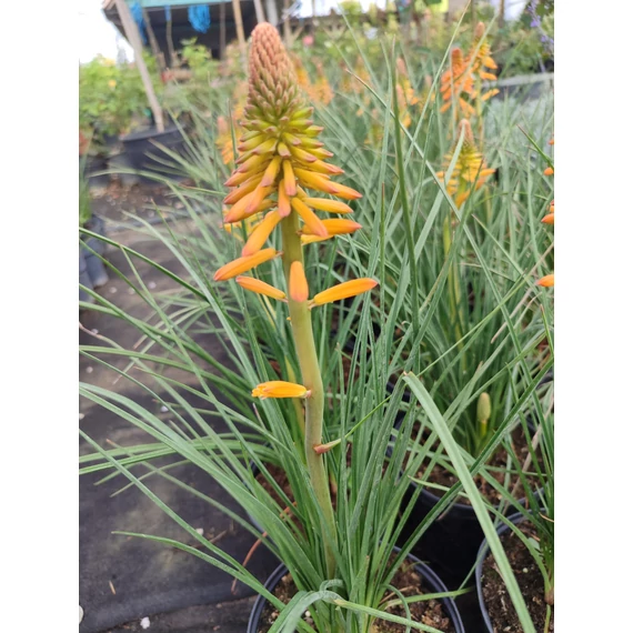 Fáklyaliliom (Kniphofia 'Poco Orange')