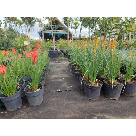 Fáklyaliliom (Kniphofia 'Poco Red')