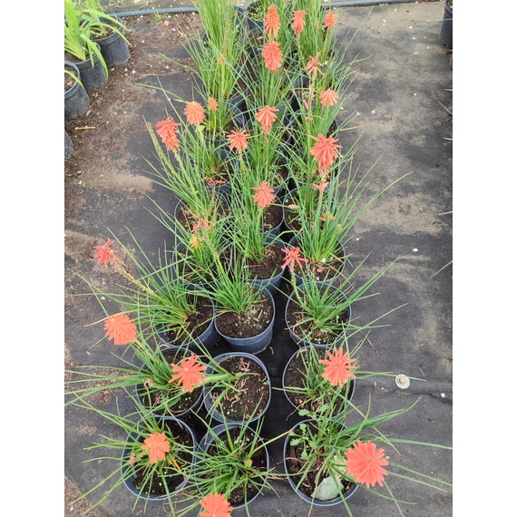 Fáklyaliliom (Kniphofia 'Poco Red')