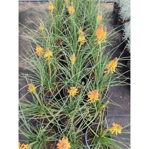 Fáklyaliliom (Kniphofia 'Poco Orange')