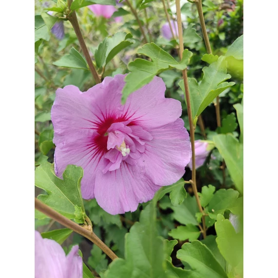 Mályvacserje (Hibiscus syriacus 'Maike')