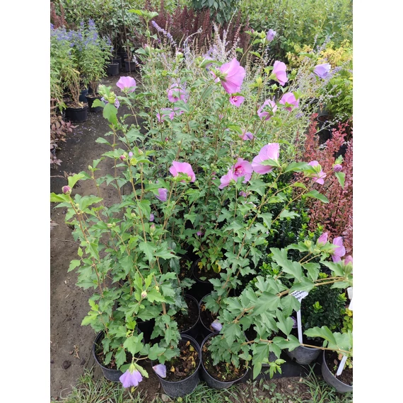 Mályvacserje (Hibiscus syriacus 'Maike')