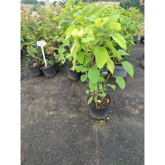 Cserjés hortenzia (Hydrangea arborescens 'Annabelle')