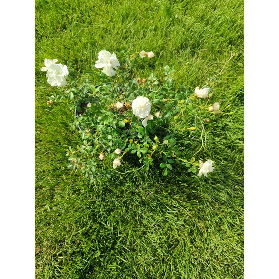 Fehér talajtakaró rózsa (Rosa × hybrida)