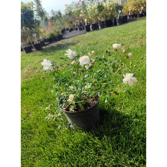 Fehér talajtakaró rózsa (Rosa × hybrida)