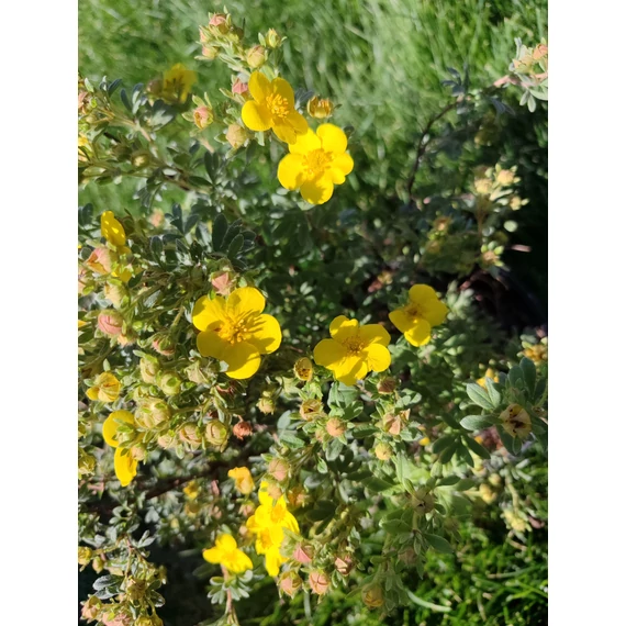 Citomsárga cserjés pimpó (Potentilla fruticosa 'Goldteppich')