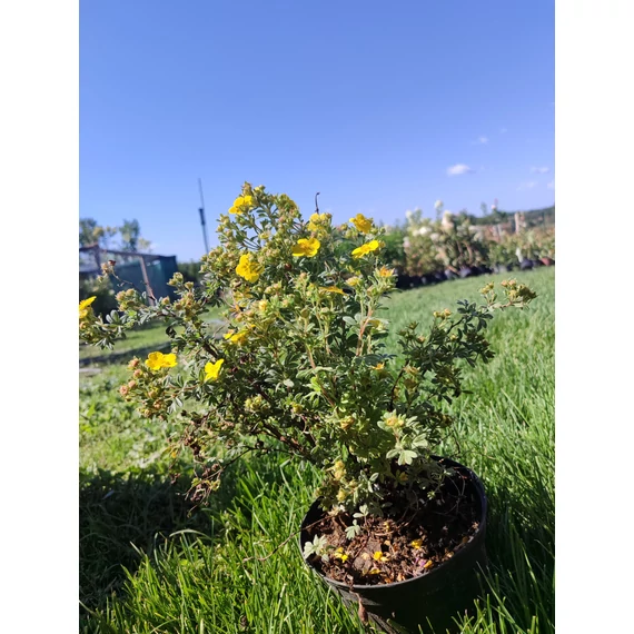 Citomsárga cserjés pimpó (Potentilla fruticosa 'Goldteppich')