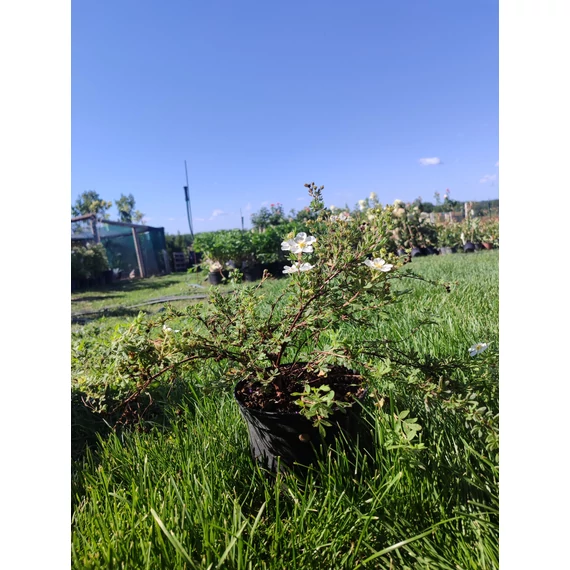 Fehér virágú cserjés pimpó (Potentilla fruticosa ‘Abbotswood’)