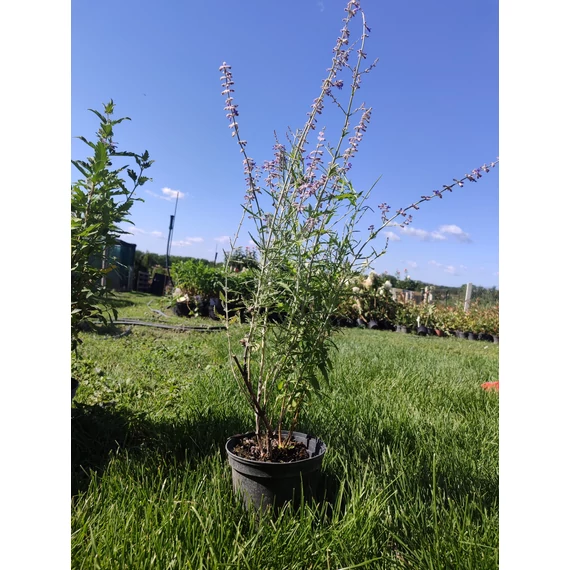 Kék sudárzsálya (Perovskia atriplicifolia)