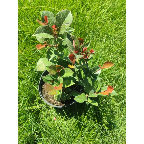 Törpe korallberkenye (Little Red Robin)