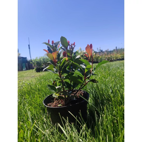 Törpe korallberkenye (Little Red Robin)