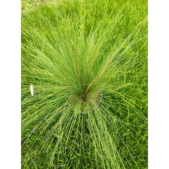 Árvalányhaj (Stipa tenuissima)