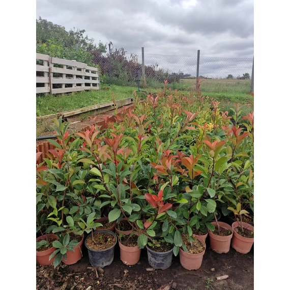 Korallberkenye (Red Robin) 60-80 cm