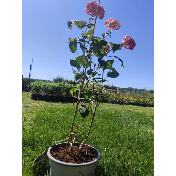 Cserjés hortenzia (Hydrangea arborescens 'Pink Annabelle')