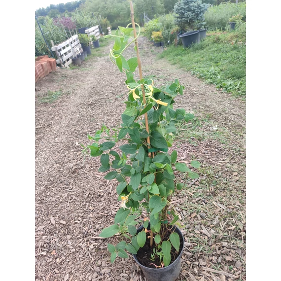 Japán kúszólonc - Lonicera japonica 'Halliana'