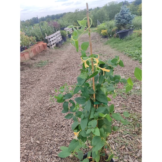 Japán kúszólonc - Lonicera japonica 'Halliana'
