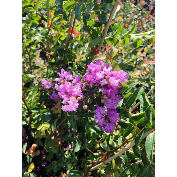 Selyemmirtusz (Lagerstroemia 'Petite Orchid')