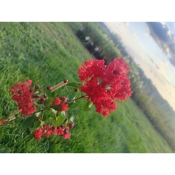 Selyemmirtusz (Lagerstroemia indica ’Dynamite’)