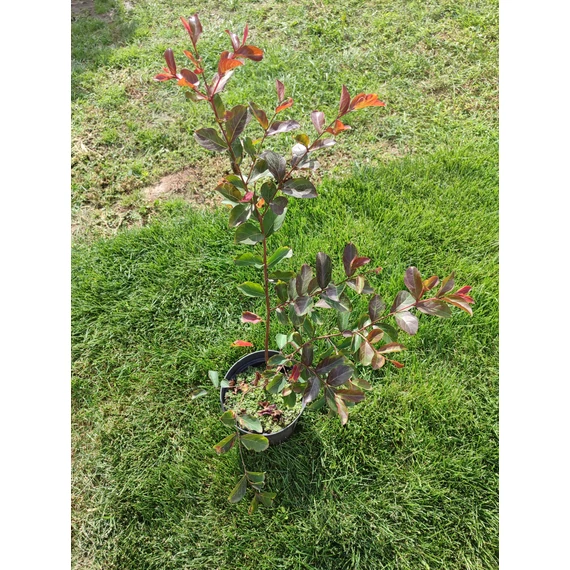 Selyemmirtusz (Lagerstroemia indica 