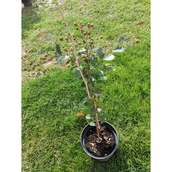 Selyemmirtusz (Lagerstroemia indica ’Dynamite’)