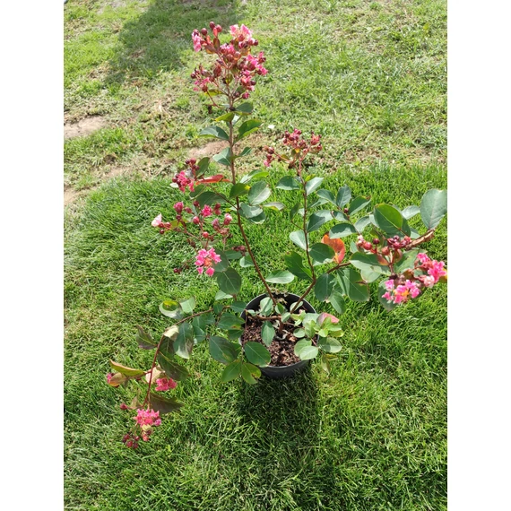 Selyemmirtusz (Lagerstroemia 'Berlingot Menthe')