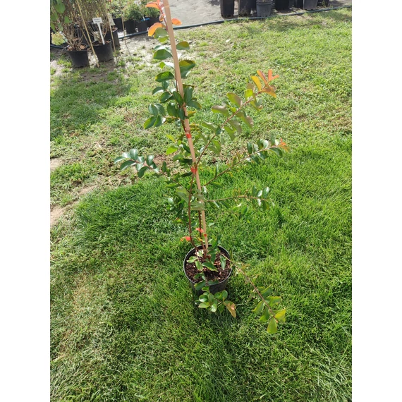 Selyemmirtusz (Lagerstroemia 'Petite Orchid')
