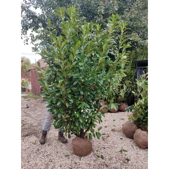 Babérmeggy (Novita) földlabdás 170-190 cm