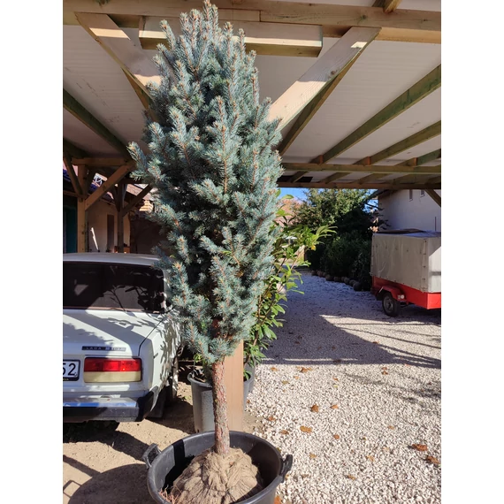 Oszlopos ezüstfenyő (Picea pungens 'Iseli Fastigiata')