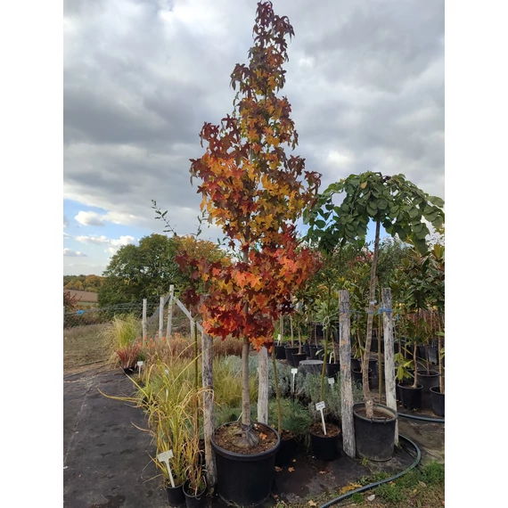 Amerikai ámbrafa („Liquidambar styraciflua”)