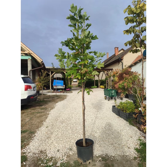 Amerikai tulipánfa (Liriodendron tulipifera)