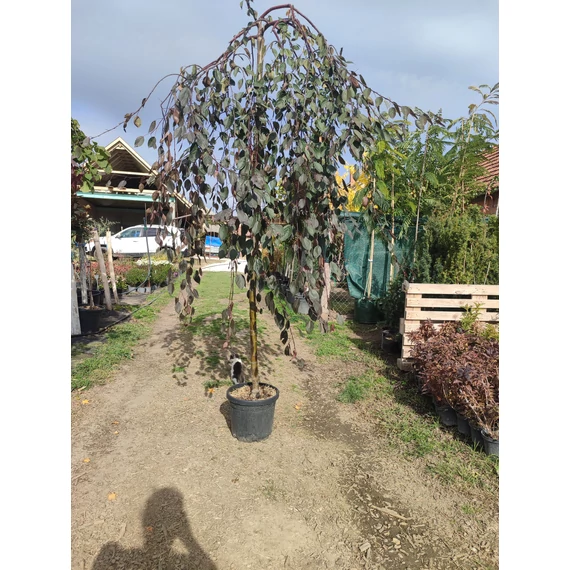 Csüngő díszalma (Malus 'Royal Beauty')