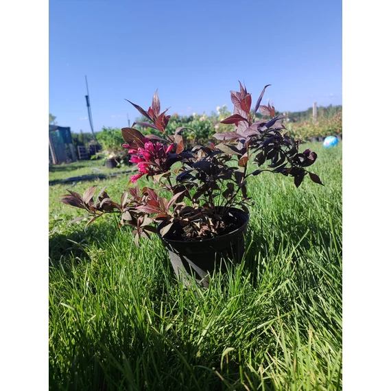 Rózsalonc (Weigela florida 'Tango')