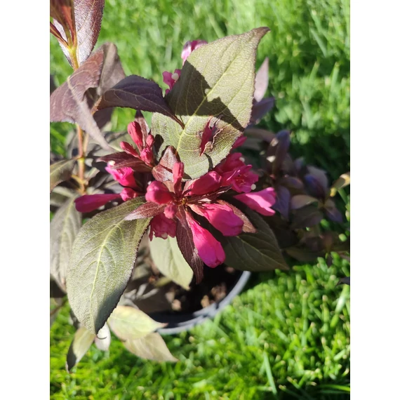 Rózsalonc (Weigela florida 'Tango')