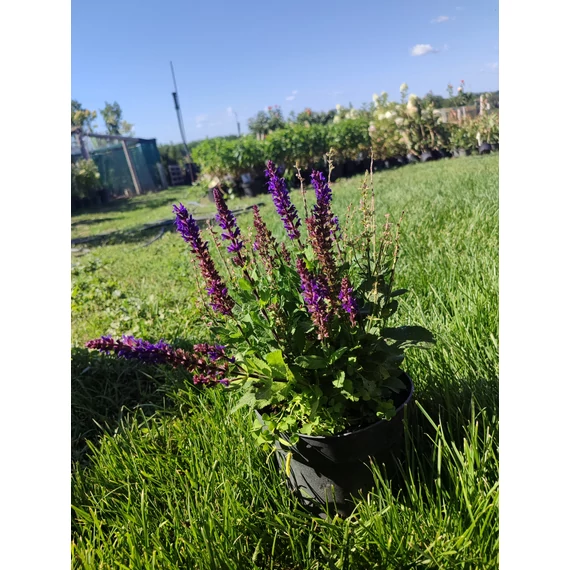 Ligeti zsálya (Salvia nemorosa)