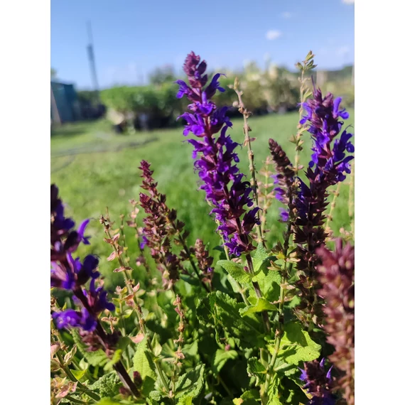 Ligeti zsálya (Salvia nemorosa)
