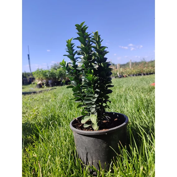 Törpe japán kecskerágó (Euonymus japonicus 'Microphyllus')