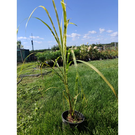 Csíkos zebrafű (Miscanthus sinensis zebrinus)