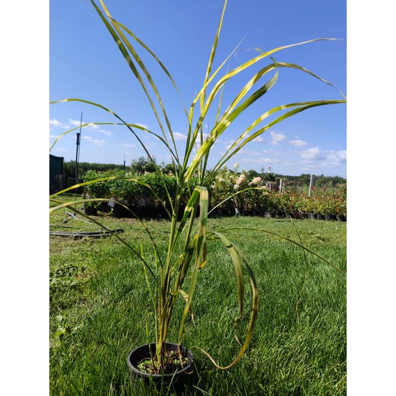 Csíkos zebrafű (Miscanthus sinensis zebrinus)