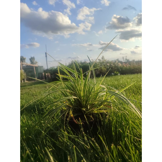 Tarka sás (Carex hybrida “Gold band”)