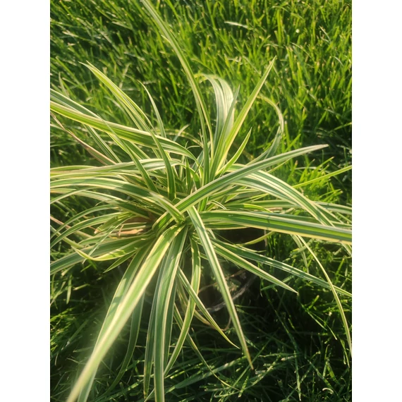 Tarka sás (Carex hybrida “Gold band”)