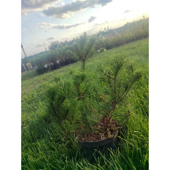 Havasi törpefenyő (Pinus mugo)