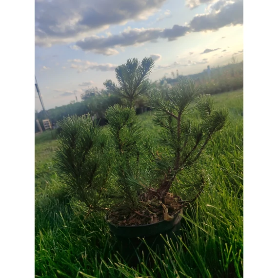 Havasi törpefenyő (Pinus mugo)