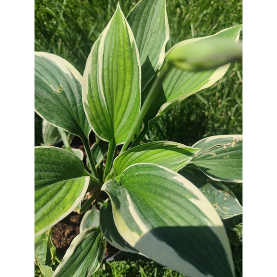 Árnyékliliom (Hosta)