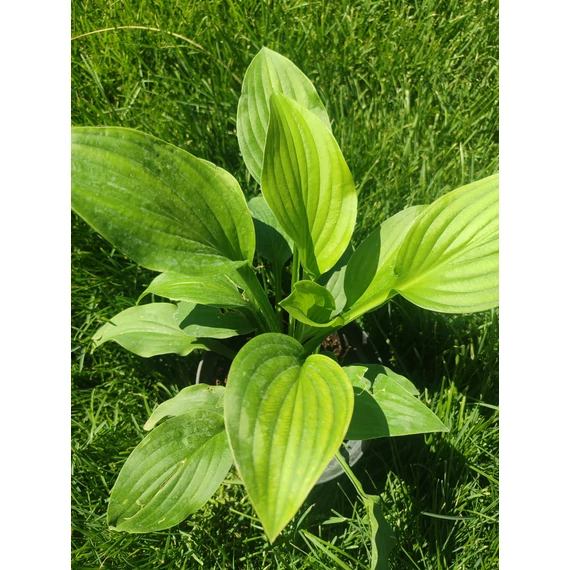 Árnyékliliom (Hosta)
