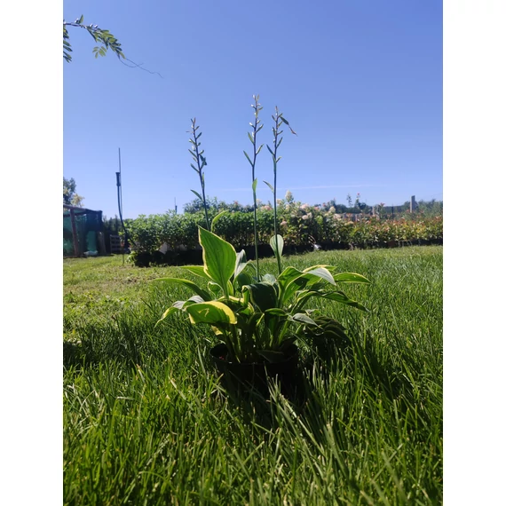 Árnyékliliom (Hosta)