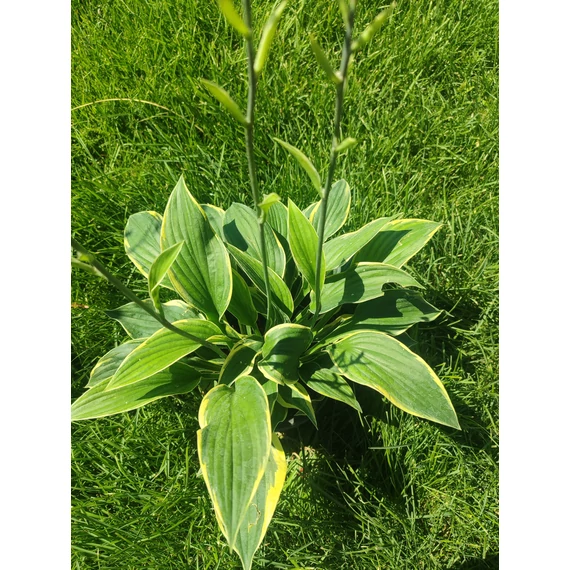 Árnyékliliom (Hosta)