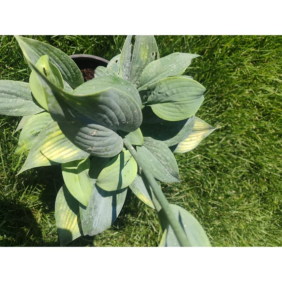 Árnyékliliom (Hosta)