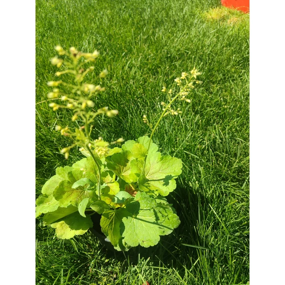 Tűzgyöngyvirág (Heuchera)