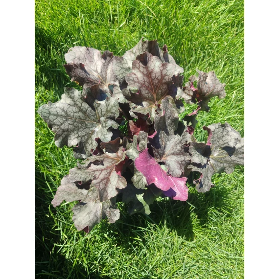 Tűzgyöngyvirág (Heuchera)