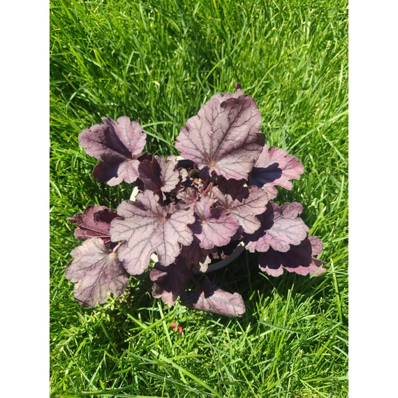 Tűzgyöngyvirág (Heuchera)